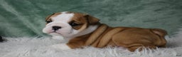 English Bulldog dogs for sale: Elsa - Ad 3