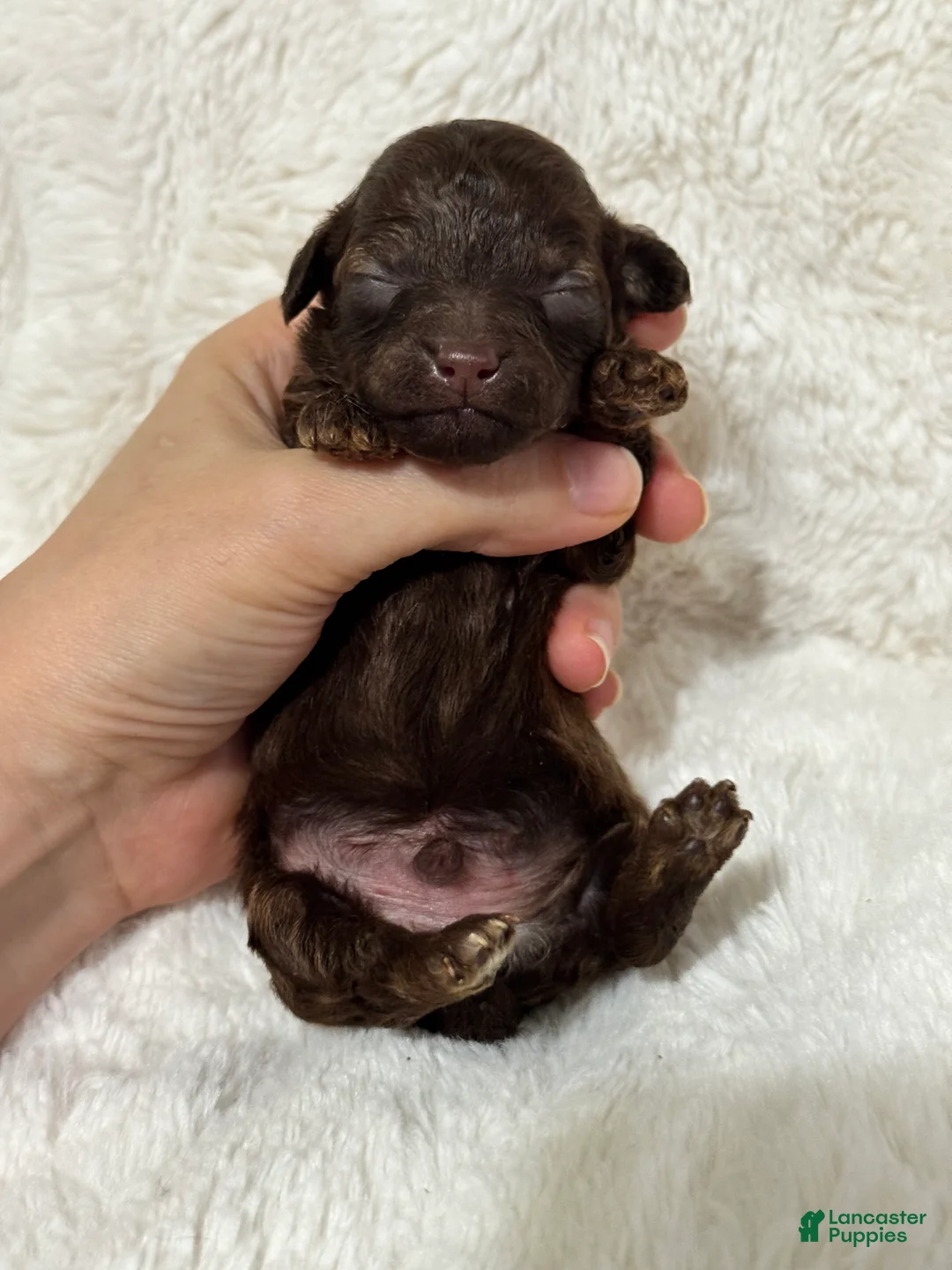 Toy Poodle dogs for sale: Loki - Ad 2