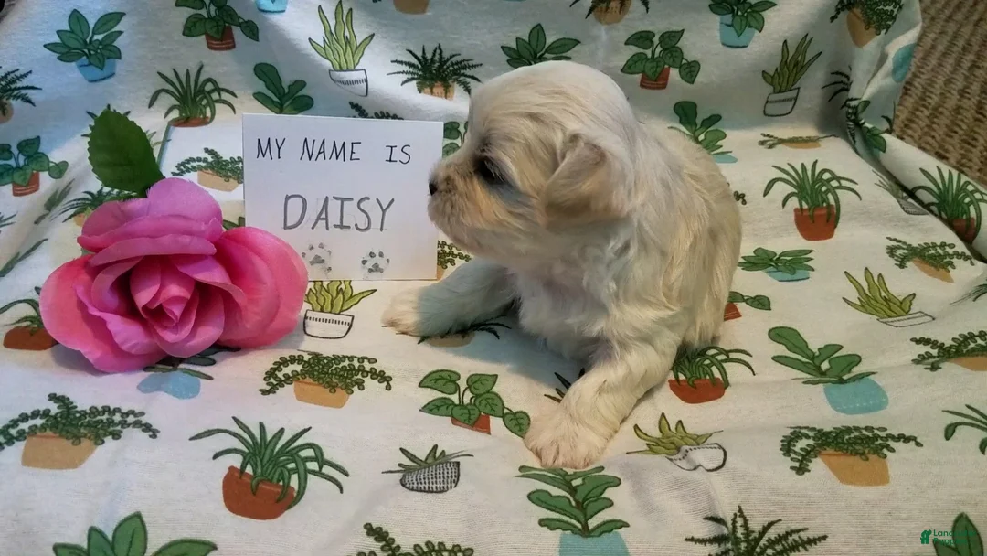 Maltipoo dogs for sale: Daisy - Ad 1