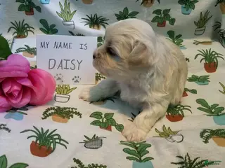 Maltipoo dogs Daisy - Ad 9