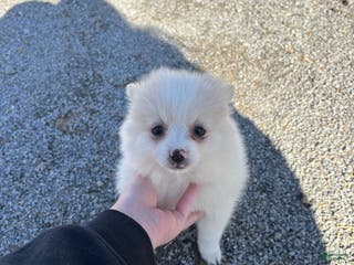 Pomeranian dogs Max - Ad 39