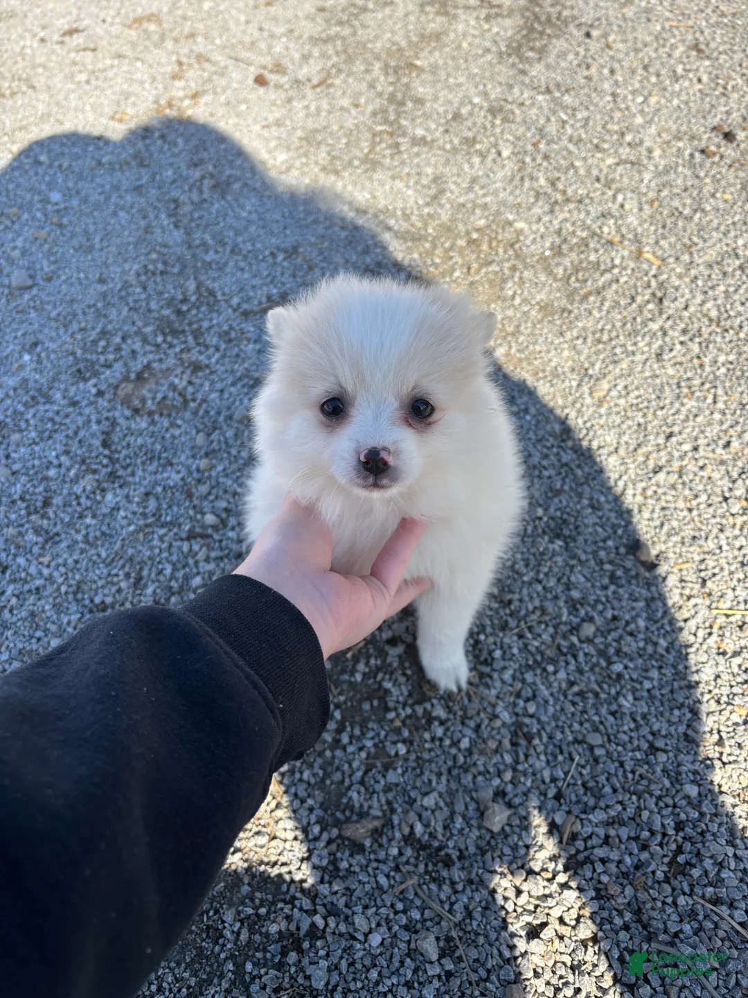 Pomeranian dogs for sale: Max - Ad 1