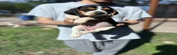 Beagle dogs for sale: Buttercup  - Ad 13