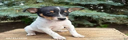 Rat Terrier dogs for sale: Romeo - Ad 3