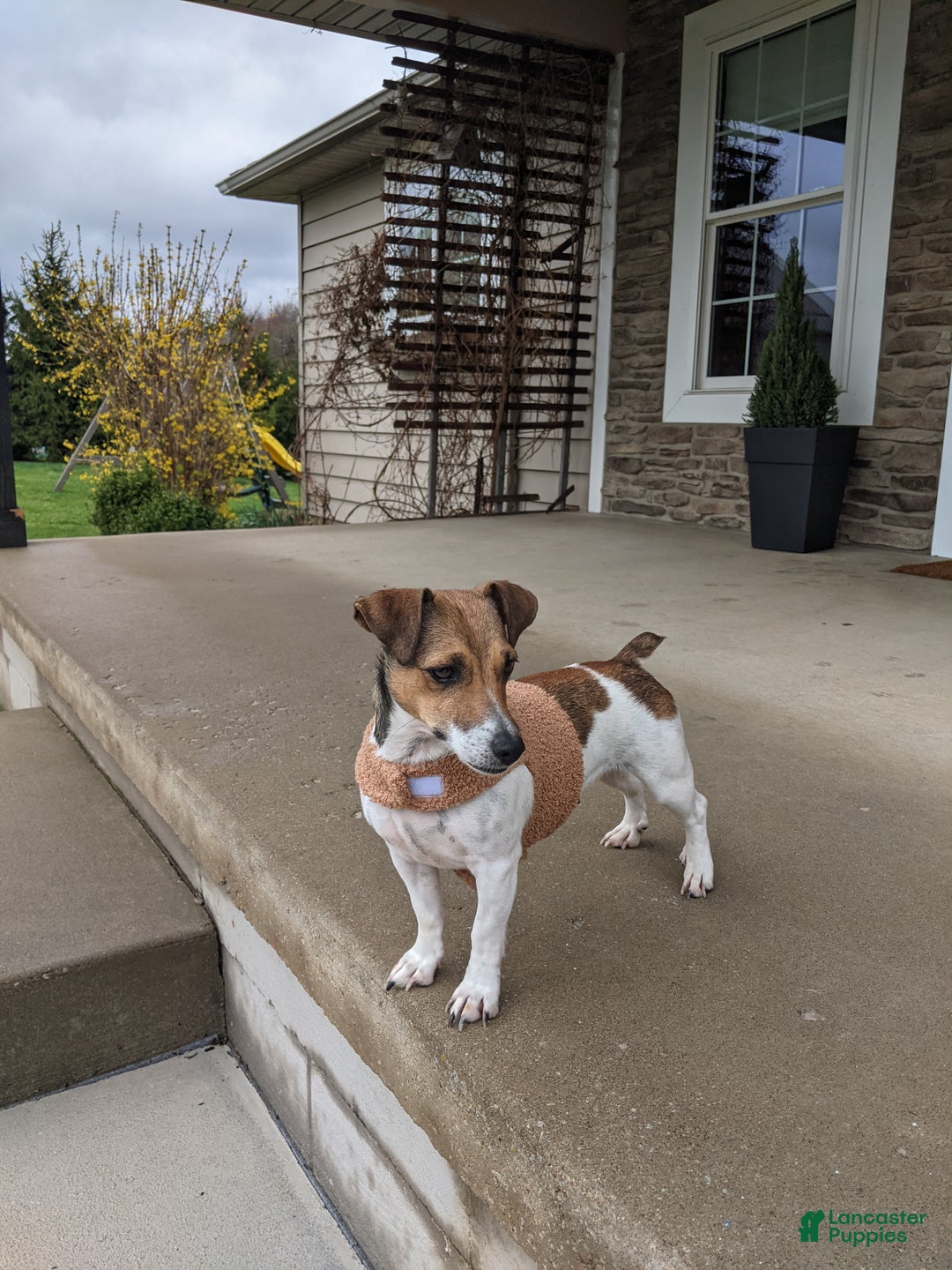 Mixed Breed dogs for sale: Carter - Ad 4