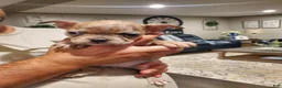 Mixed Breed dogs for sale: Frenchton - Ad 3