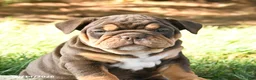 English Bulldog dogs for sale: Dallas - Ad 3