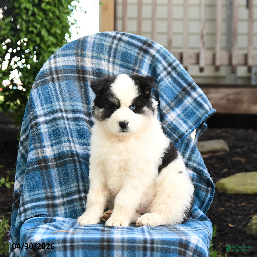 Pomsky dogs for sale: Timber - Ad 1