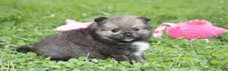 Pomeranian dogs for sale: Jazzy - Ad 9