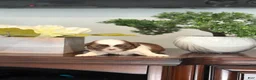 Shih Tzu dogs for sale: Minnie - Ad 3