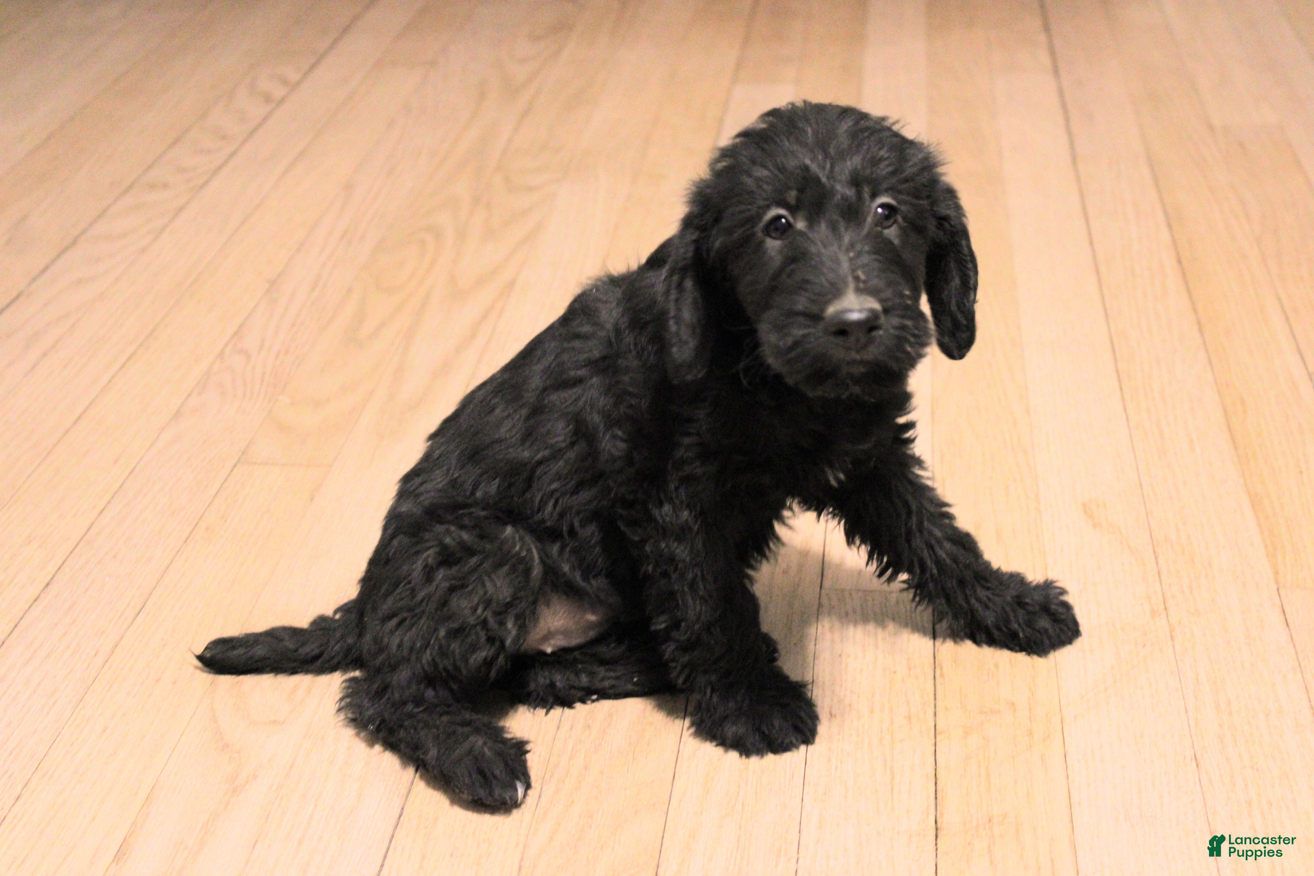 Mixed Breed dogs Hazel - Ad 2