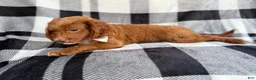 Cavapoo dogs for sale: Royal - Ad 7