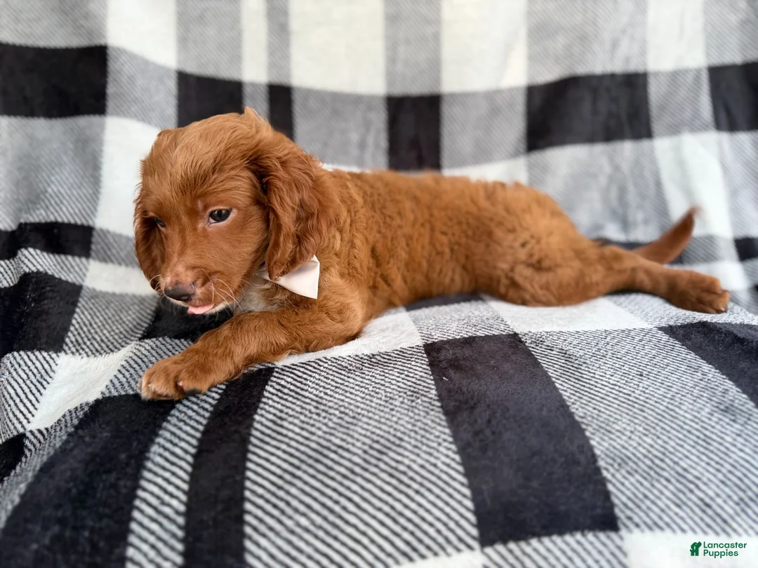 Cavapoo dogs for sale: Royal - Ad 7