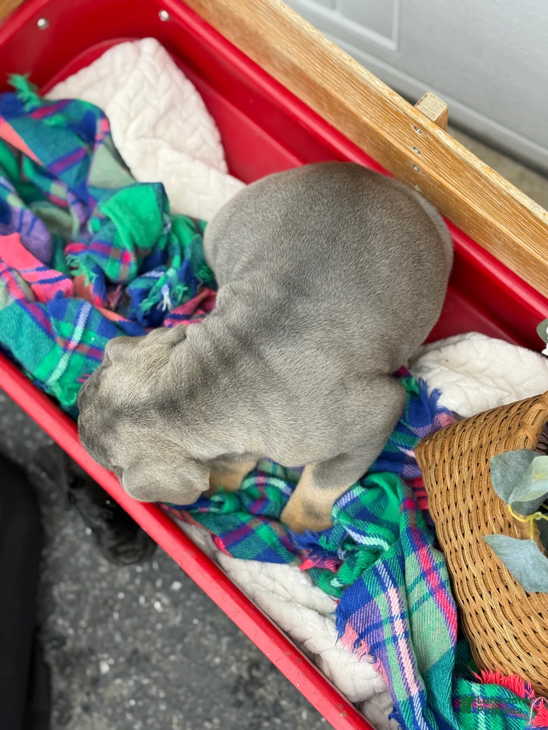 Cane Corso dogs for sale: Arlo - Ad 12