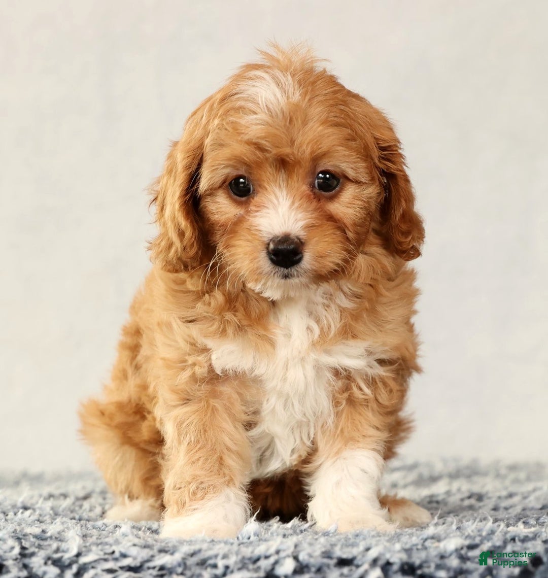 Cavapoo dogs for sale: Vanessa - Ad 7