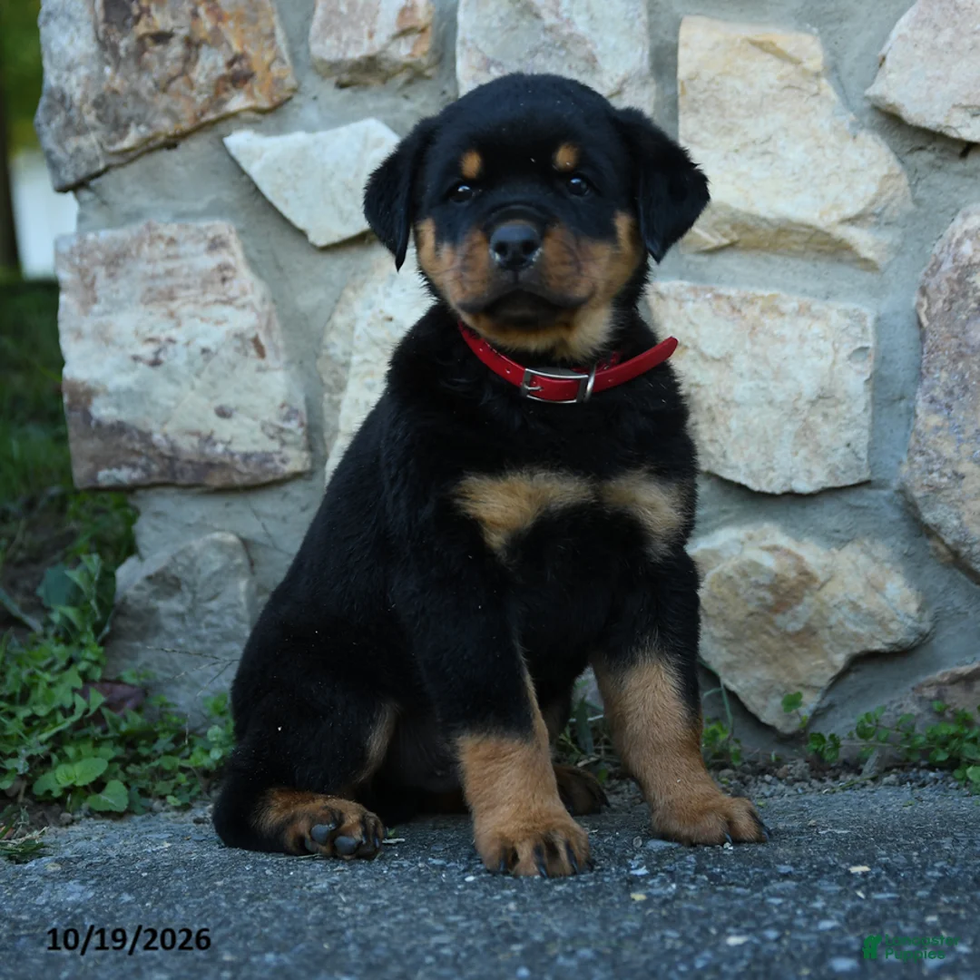 Rottweiler dogs for sale: Max - Ad 1
