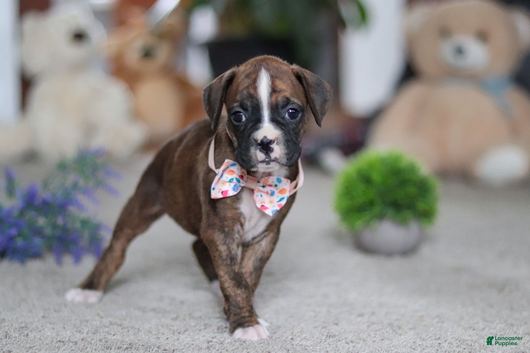 Boxer dogs for sale: Cadance - Ad 6