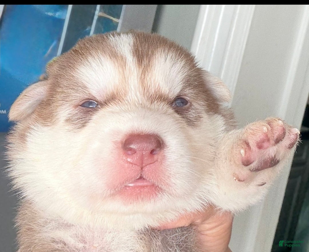 Gerberian Shepsky dogs for sale: Gerberian Shepsky Puppy 1 - Ad 23