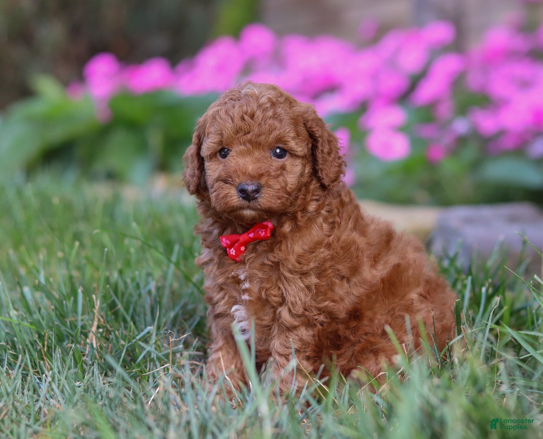 Miniature Poodle dogs for sale: Winston - Ad 10