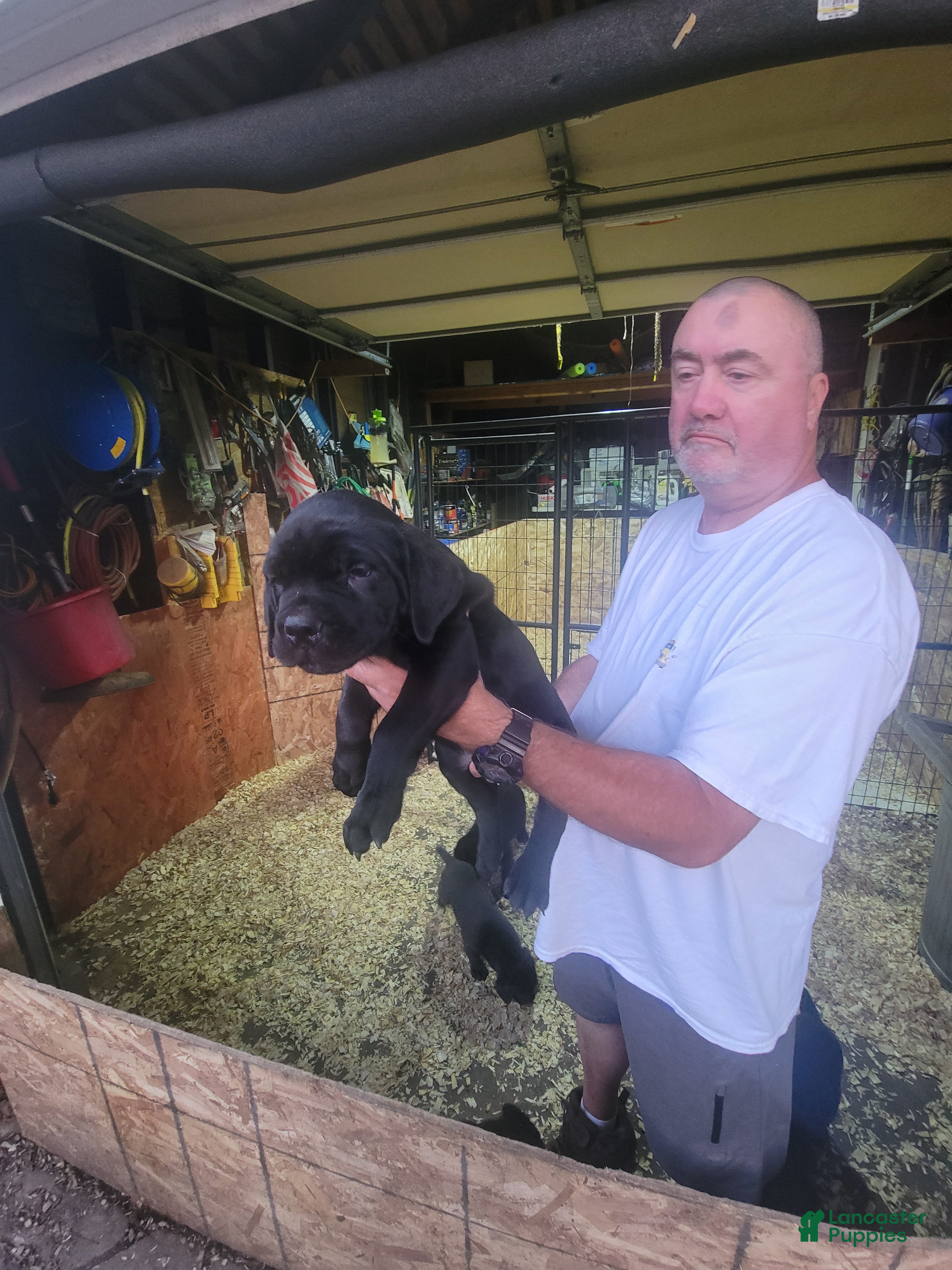 Cane Corso dogs Cane Corso 6 - Ad 1