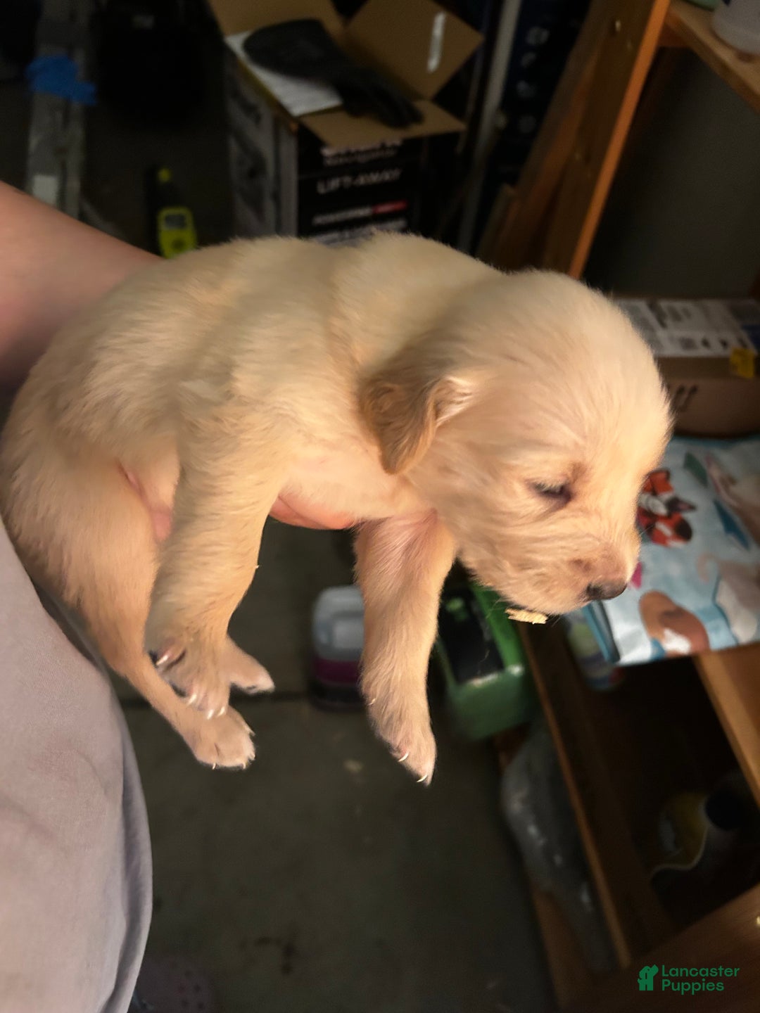 Golden Retriever dogs for sale: Light green - Ad 3