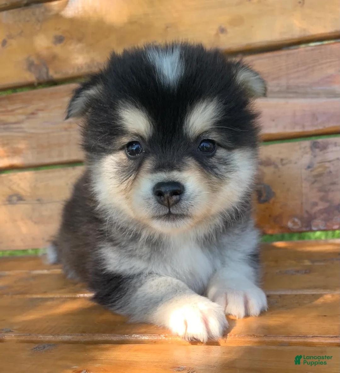 Alaskan Klee Kai dogs for sale: Little Darling~~Chloe!!! - Ad 1