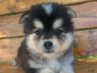 Alaskan Klee Kai dogs Little Darling~~Chloe!!! - Ad 11