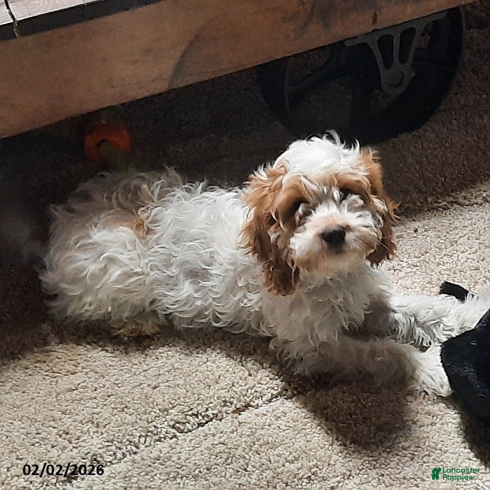 Cavapoo dogs Charlie - Ad 2