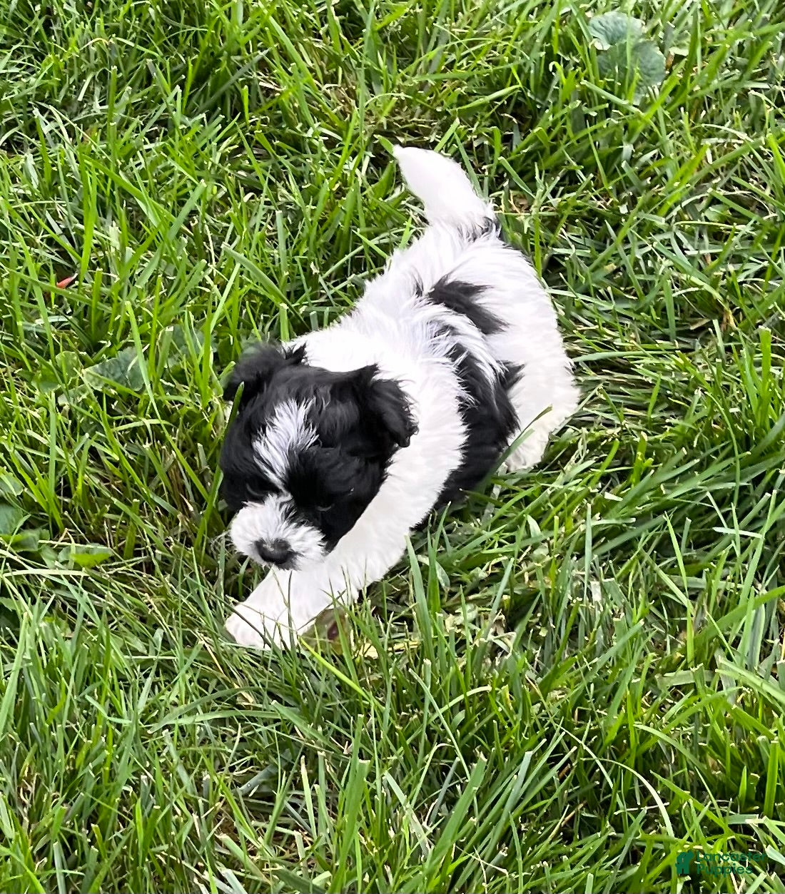 Mixed Breed dogs Max - Ad 2