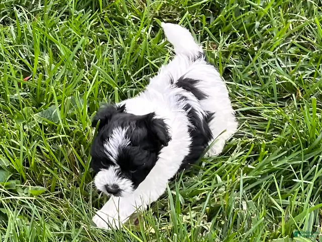 Mixed Breed dogs for sale: Max - Ad 2