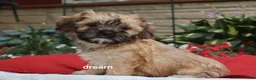 Mixed Breed dogs for sale: Nash - Ad 3
