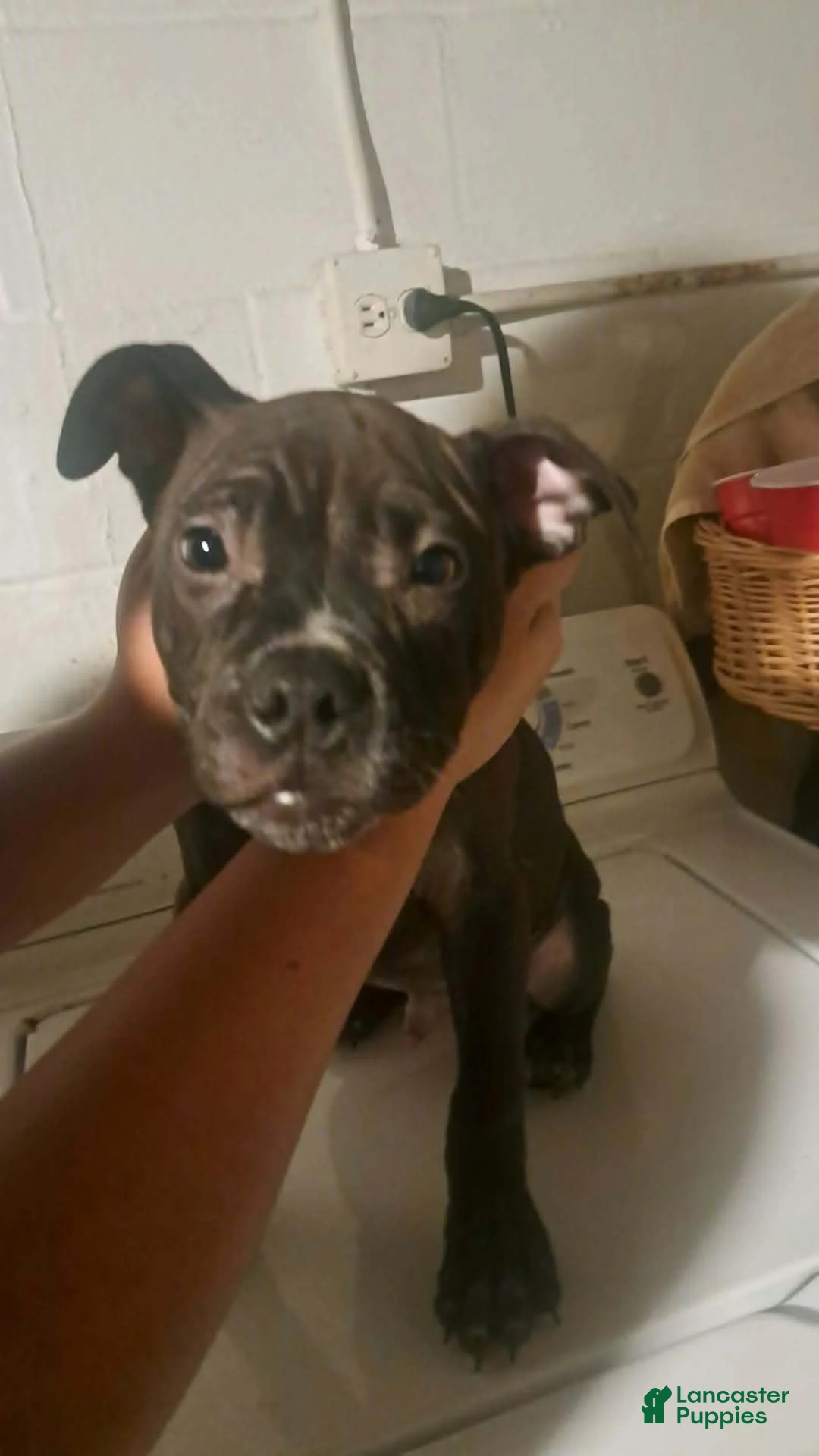 Mixed Breed dogs for sale: Mixed Breed 3 - Ad 1