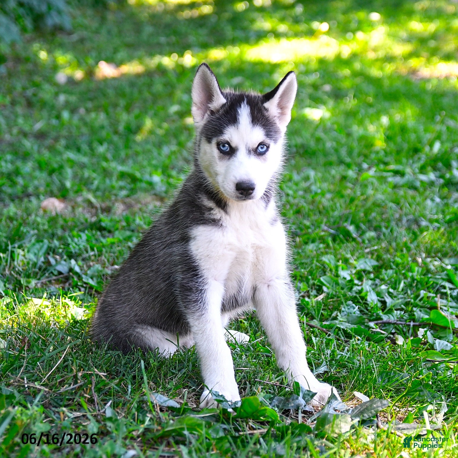 Alaskan Husky dogs Alyssa - Ad 2