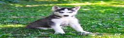Alaskan Husky dogs for sale: Alyssa - Ad 2