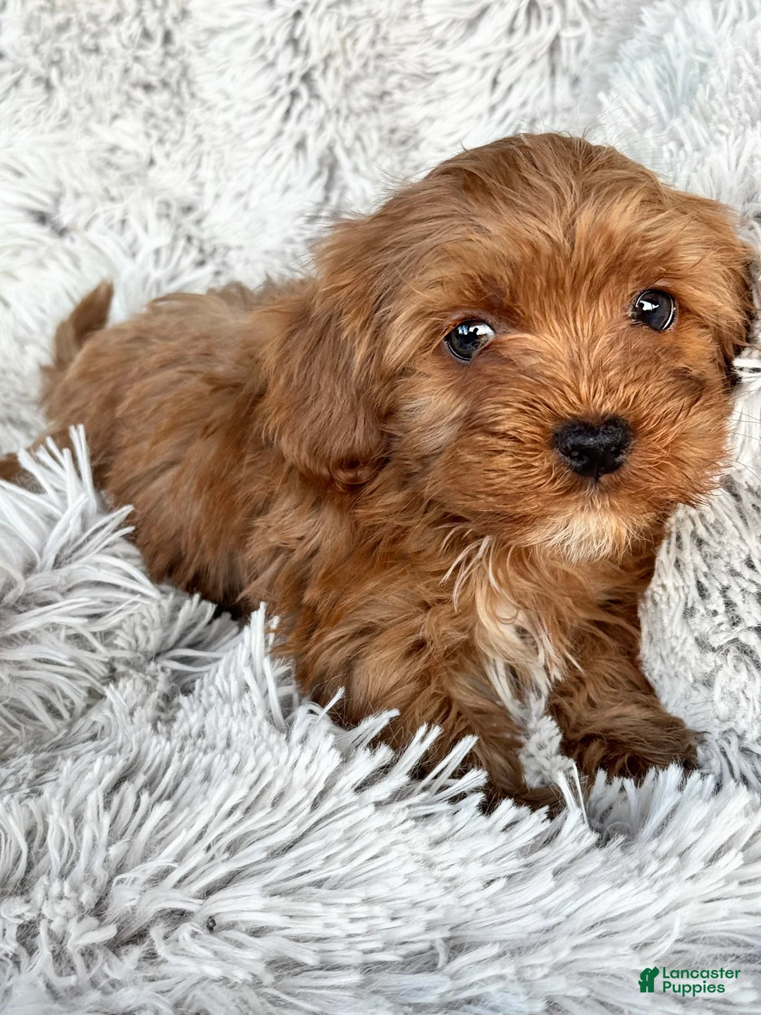 Cavapoo dogs for sale: Theo - Ad 1