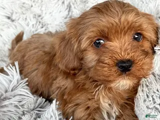 Cavapoo dogs Theo - Ad 9