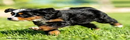 Mini Bernedoodle dogs for sale: Gigi - Ad 3