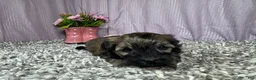 Havanese dogs for sale: Havanese 2 - Ad 2
