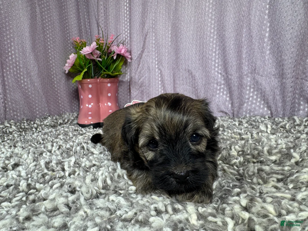 Havanese dogs for sale: Havanese 2 - Ad 2