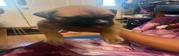 Mixed Breed dogs for sale: Chunk Rock - Ad 4