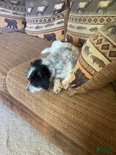 Mini Aussiedoodle dogs Miniature Aussiedoodle Charlie - Ad 2