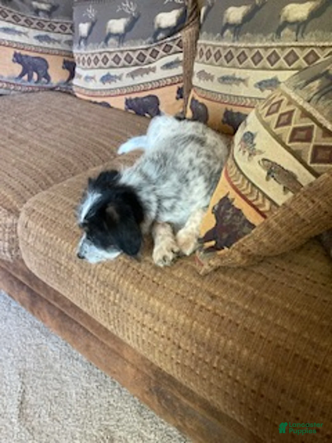 Mini Aussiedoodle dogs for sale: Miniature Aussiedoodle Charlie - Ad 2