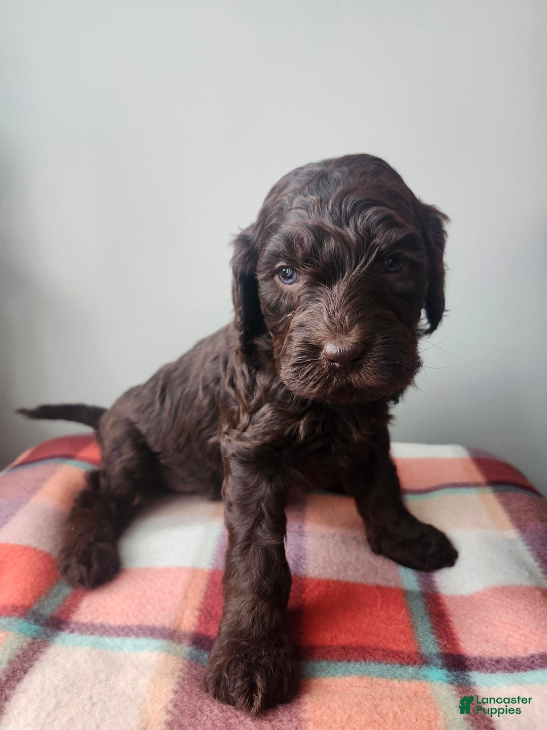 Labradoodle dogs for sale: Holly - Ad 7