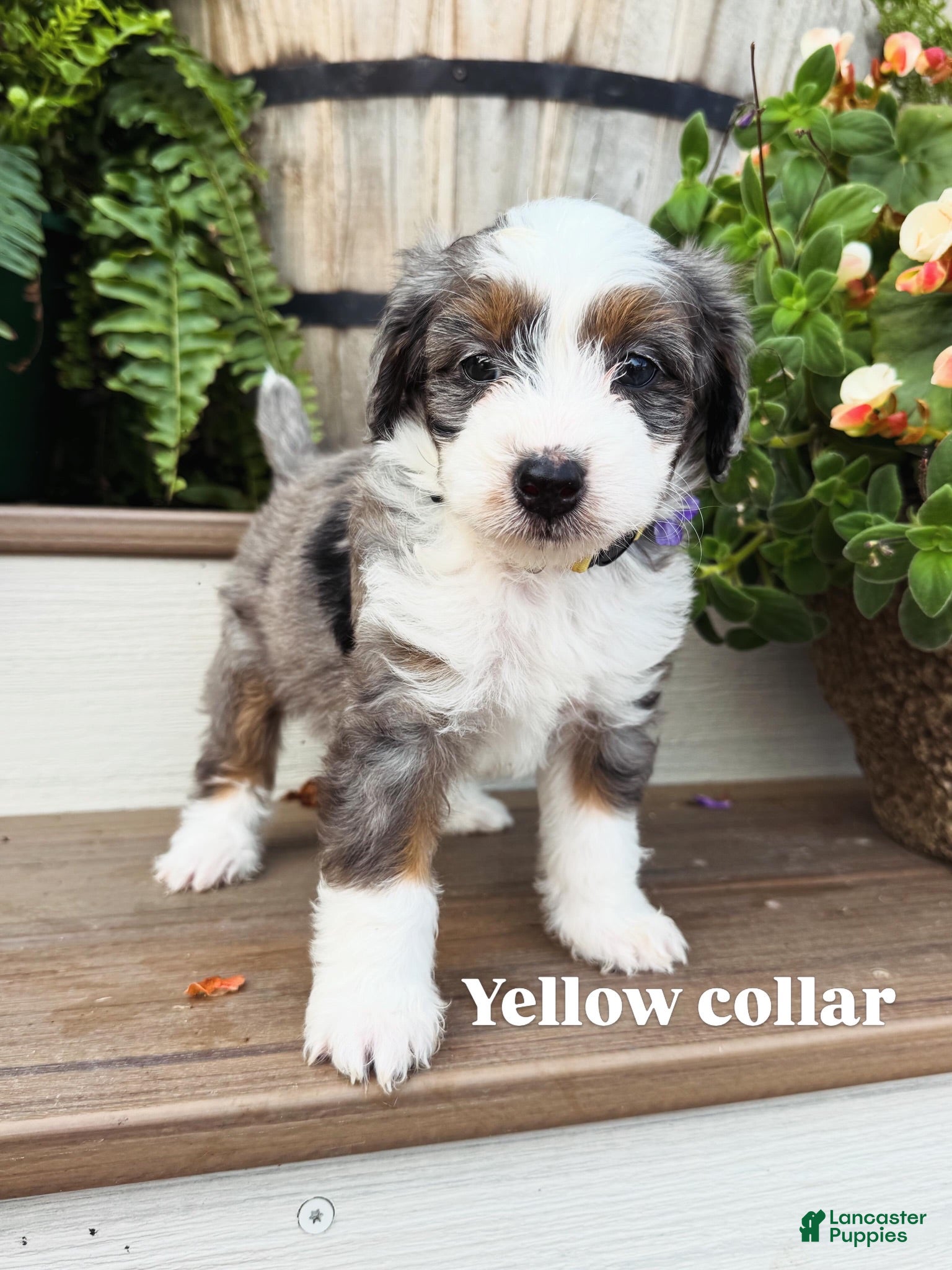 Mini Bernedoodle dogs Yellow collar male  - Ad 1