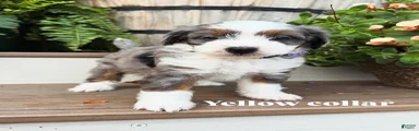 Yellow collar male 