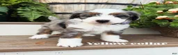 Mini Bernedoodle dogs for sale: Yellow collar male  - Ad 1