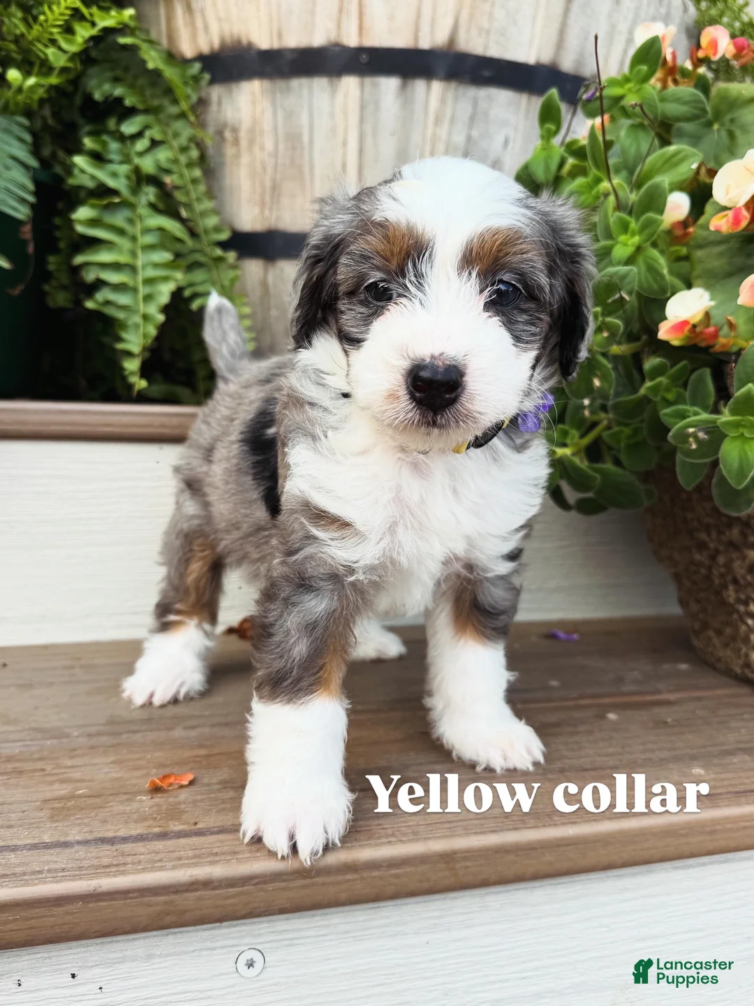 Mini Bernedoodle dogs for sale: Yellow collar male  - Ad 1