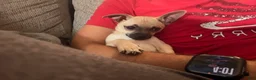 Mixed Breed dogs for sale: Goldy - Ad 2