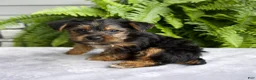 Yorkshire Terrier dogs for sale: Kendra - Ad 3