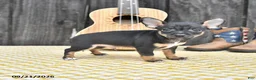 Chihuahua dogs for sale: Jasper - Ad 4
